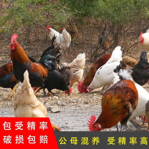 微山湖桃源鸡种蛋受精蛋快大青脚麻受精土鸡蛋可孵化九斤红桃花鸡桃园